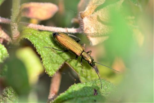 Réf. 259 388 : Chrysanthia viridissima